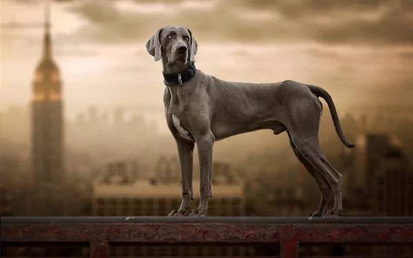 HD desktop wallpaper featuring a Weimaraner dog in sharp focus with a blurred cityscape background, showcasing depth of field and animal beauty.