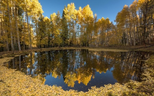 Earth Reflection Nature Lake Fall Tree HD Wallpaper | Background Image