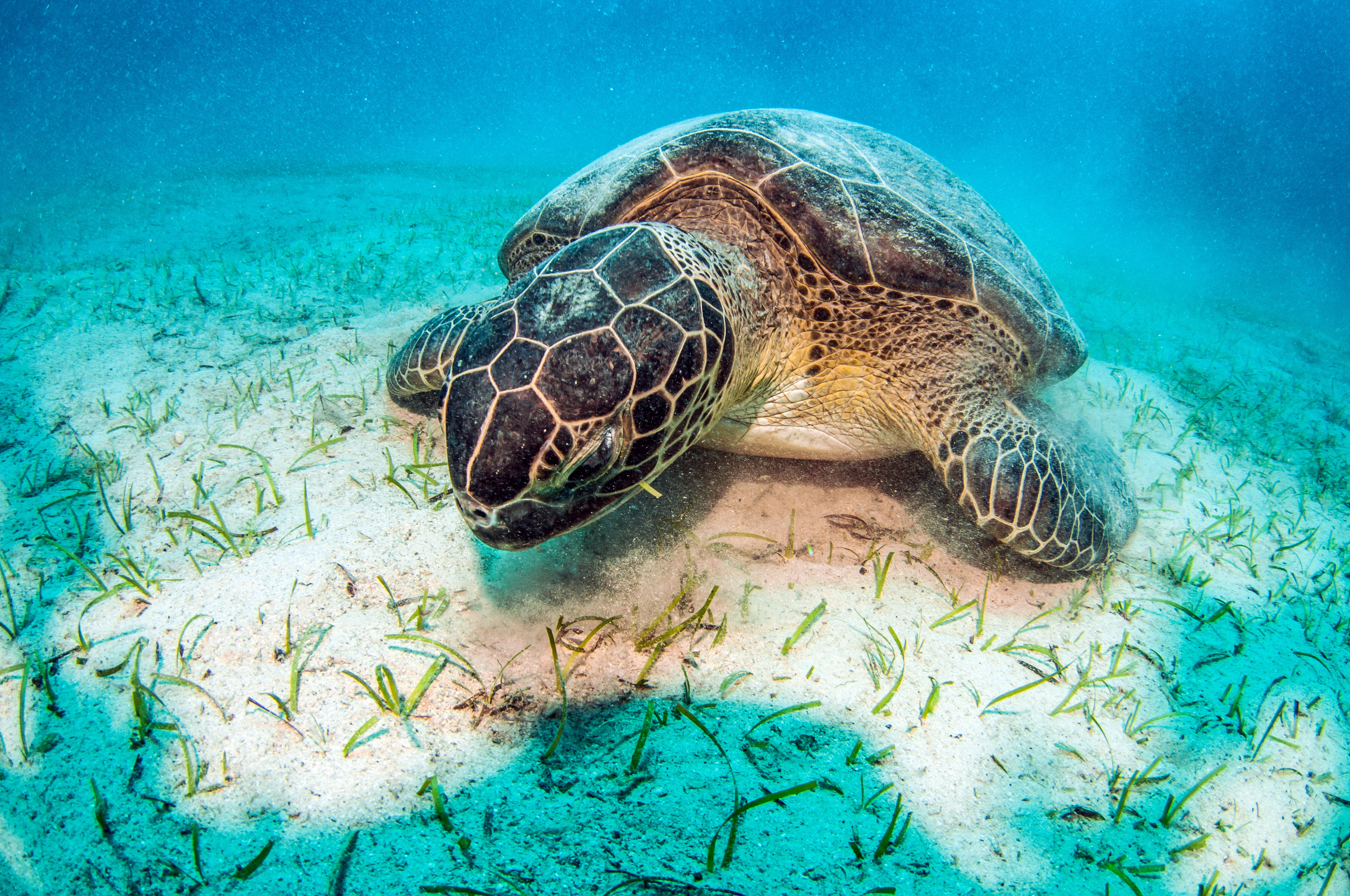 Turtle HD Wallpapers and Backgrounds. 