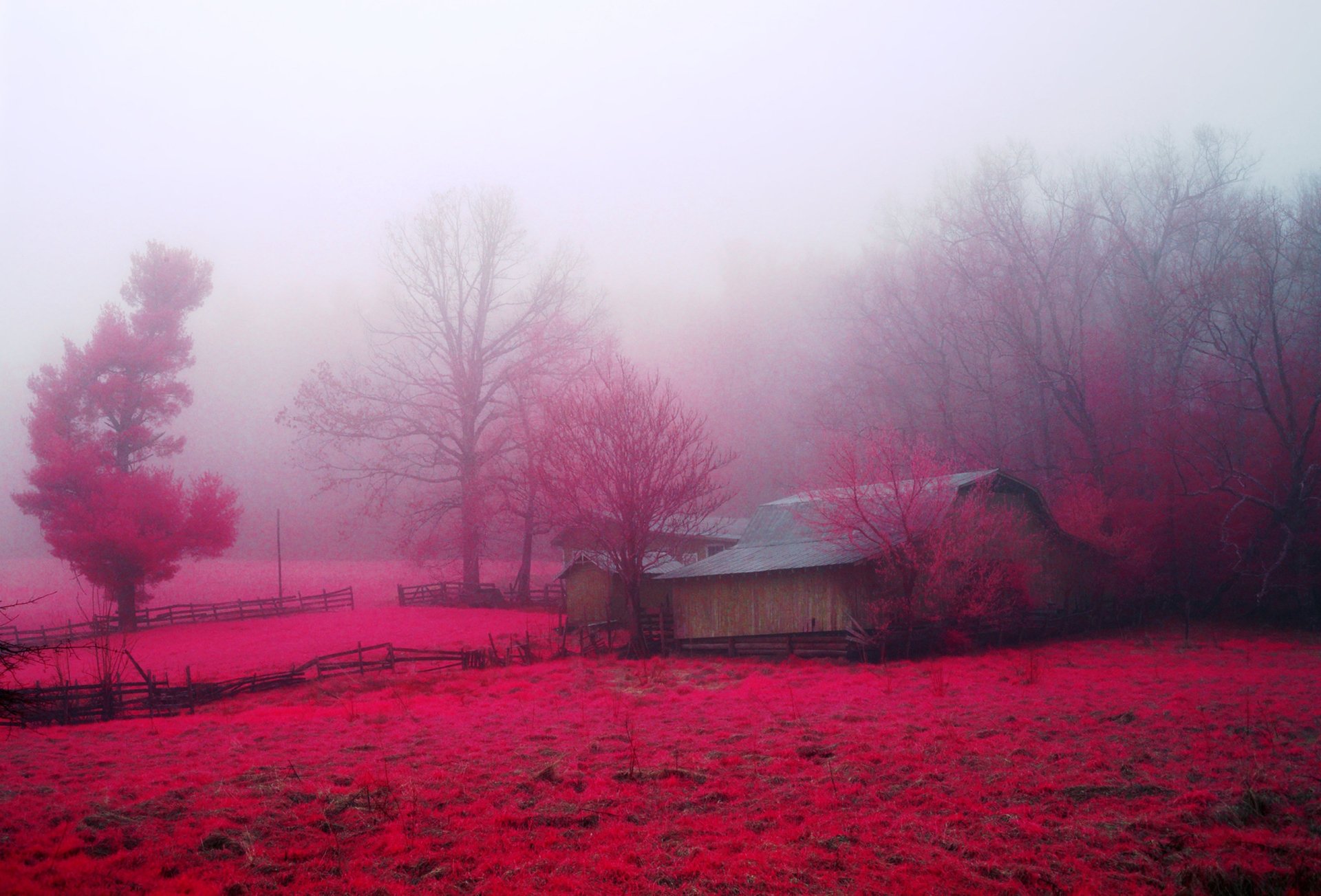 A red-hued farm field with a barn and trees shrouded in dense fog, creating an atmospheric fall scene in this HD desktop wallpaper.
