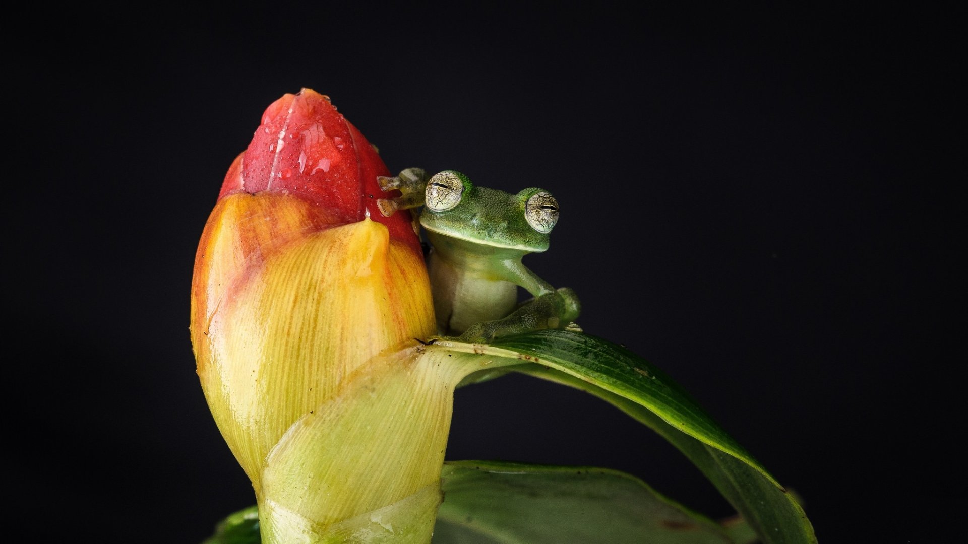 Download Amphibian Animal Frog HD Wallpaper