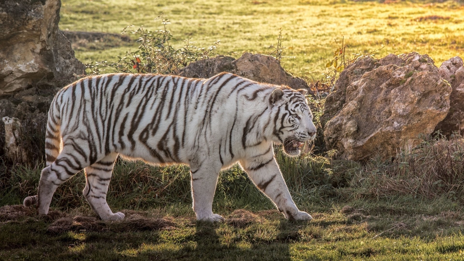 A white tiger walks gracefully on green grass with rocky outcroppings in the background, bathed in warm sunlight. HD desktop wallpaper and background.