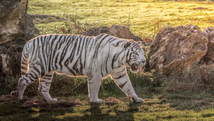 A white tiger walks gracefully on green grass with rocky outcroppings in the background, bathed in warm sunlight. HD desktop wallpaper and background.