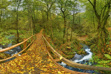 A wooden man-made bridge stretches over a flowing river in a vibrant forest during fall, with fallen leaves covering the bridge and surrounding forest floor.