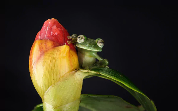 amphibian Animal frog HD Desktop Wallpaper | Background Image