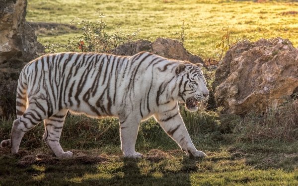 Animal White Tiger Cats HD Wallpaper | Background Image
