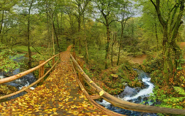 A wooden man-made bridge stretches over a flowing river in a vibrant forest during fall, with fallen leaves covering the bridge and surrounding forest floor.