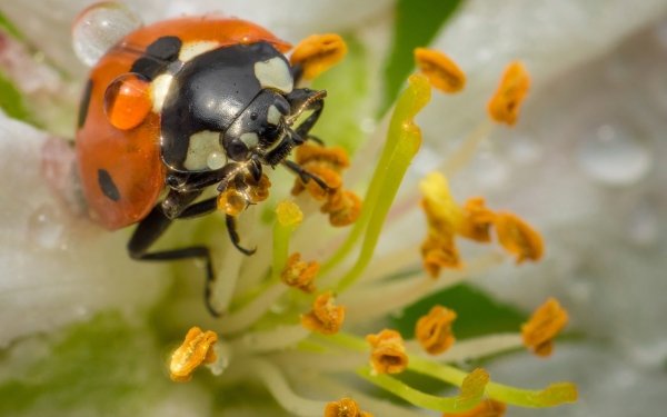 Animal Ladybug Insect Macro HD Wallpaper | Background Image