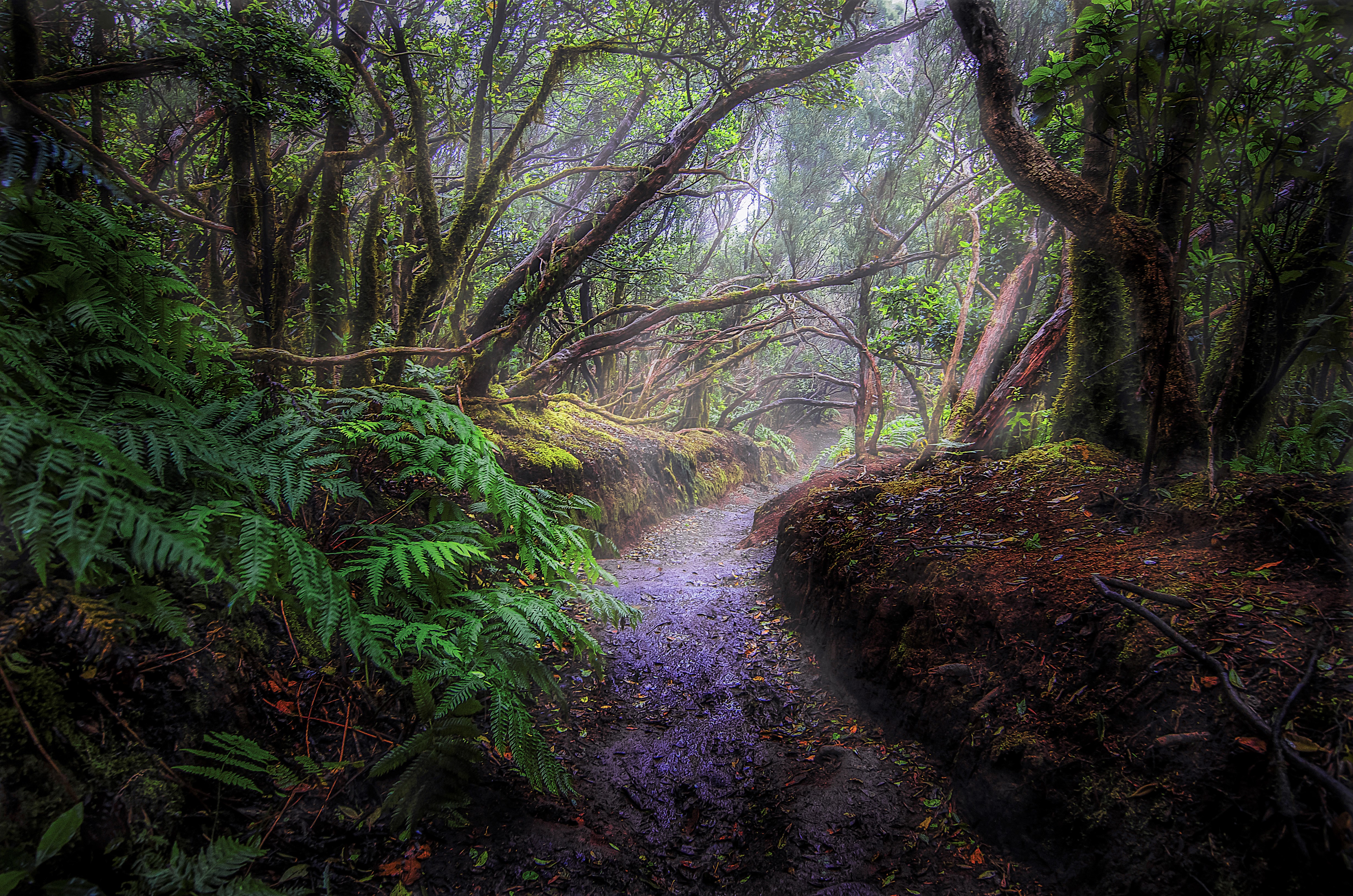 Misty Path in Tropical Forest