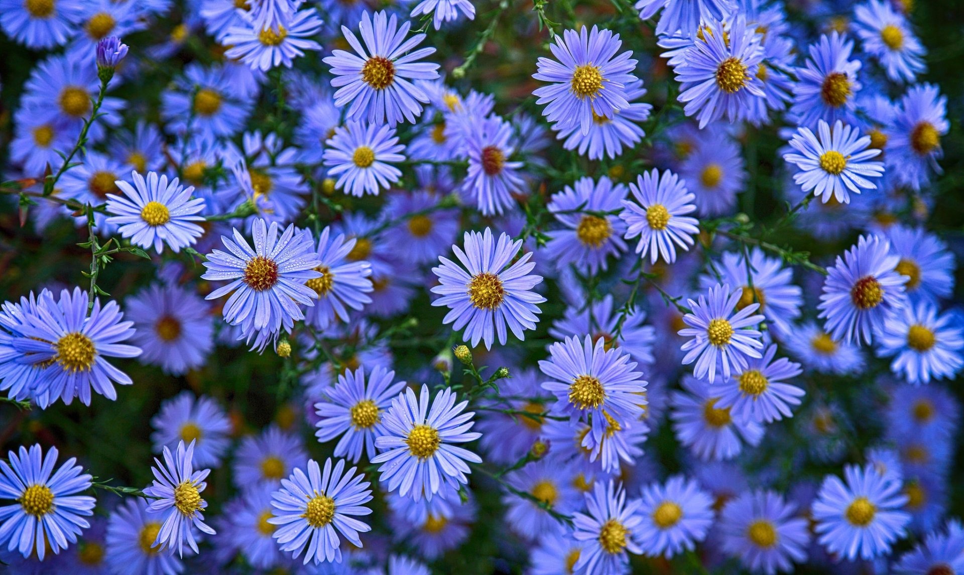 Nature Daisy HD Wallpaper