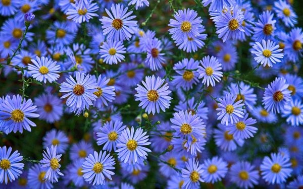 Earth Daisy Flowers Nature Flower Blue Flower HD Wallpaper | Background Image