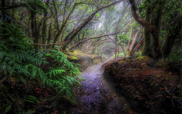 A foggy rainforest path winding through lush ferns and dense tropical vegetation, creating a serene nature scene for an HD desktop wallpaper background.