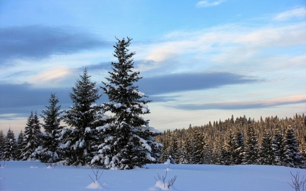Earth Winter Tree Snow HD Wallpaper | Background Image