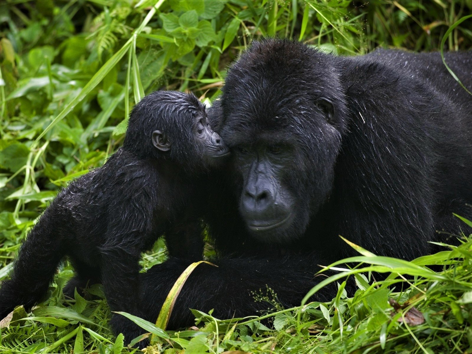 A heartwarming HD desktop wallpaper of a baby gorilla showing affection to its mother amid lush green foliage, capturing the love and innocence of these gentle apes.