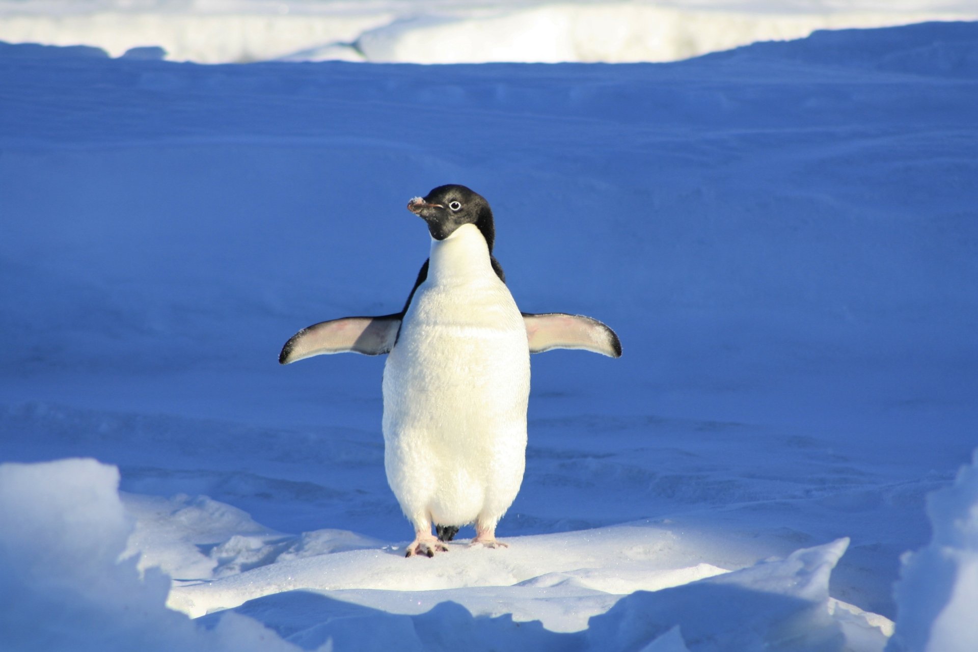 A baby Adelie penguin stands with wings outstretched on snow, captured in vibrant detail in this 4K Ultra HD PC desktop wallpaper.