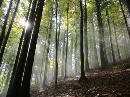 5K Ultra HD desktop wallpaper: misty Czech Republic forest in fall, tall trees and sunbeams piercing fog over a leaf-strewn slope.