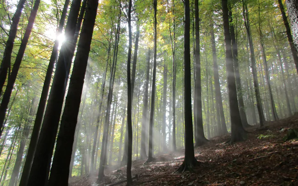 5K Ultra HD desktop wallpaper: misty Czech Republic forest in fall, tall trees and sunbeams piercing fog over a leaf-strewn slope.