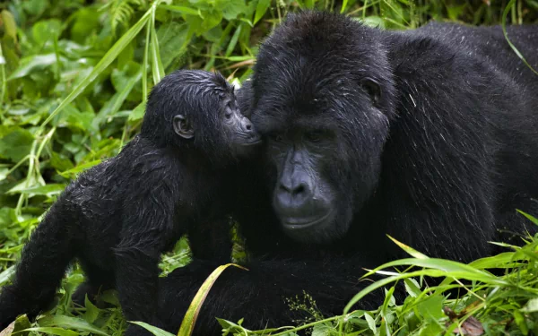 A heartwarming HD desktop wallpaper of a baby gorilla showing affection to its mother amid lush green foliage, capturing the love and innocence of these gentle apes.