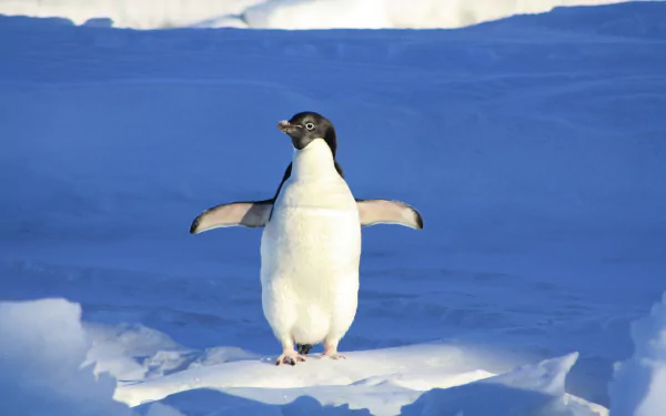 A baby Adelie penguin stands with wings outstretched on snow, captured in vibrant detail in this 4K Ultra HD PC desktop wallpaper.
