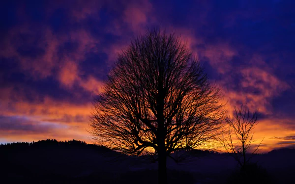  Tree Silhouette in Winter Sunset