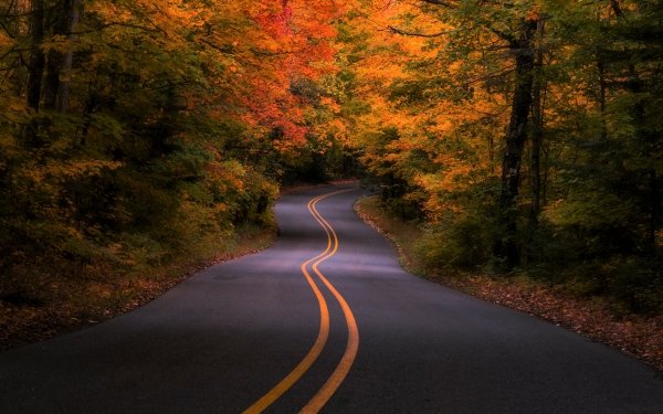 Man Made Road Fall Forest Colors HD Wallpaper | Background Image