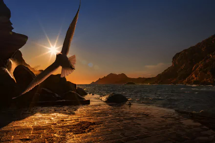 HD desktop wallpaper featuring a seagull in flight catching a sunbeam over a rocky shore at sunset, highlighting the beauty of nature and animals.