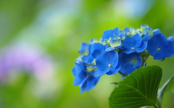 Nature Hydrangea Flowers Flower Blue Flower HD Wallpaper | Background Image