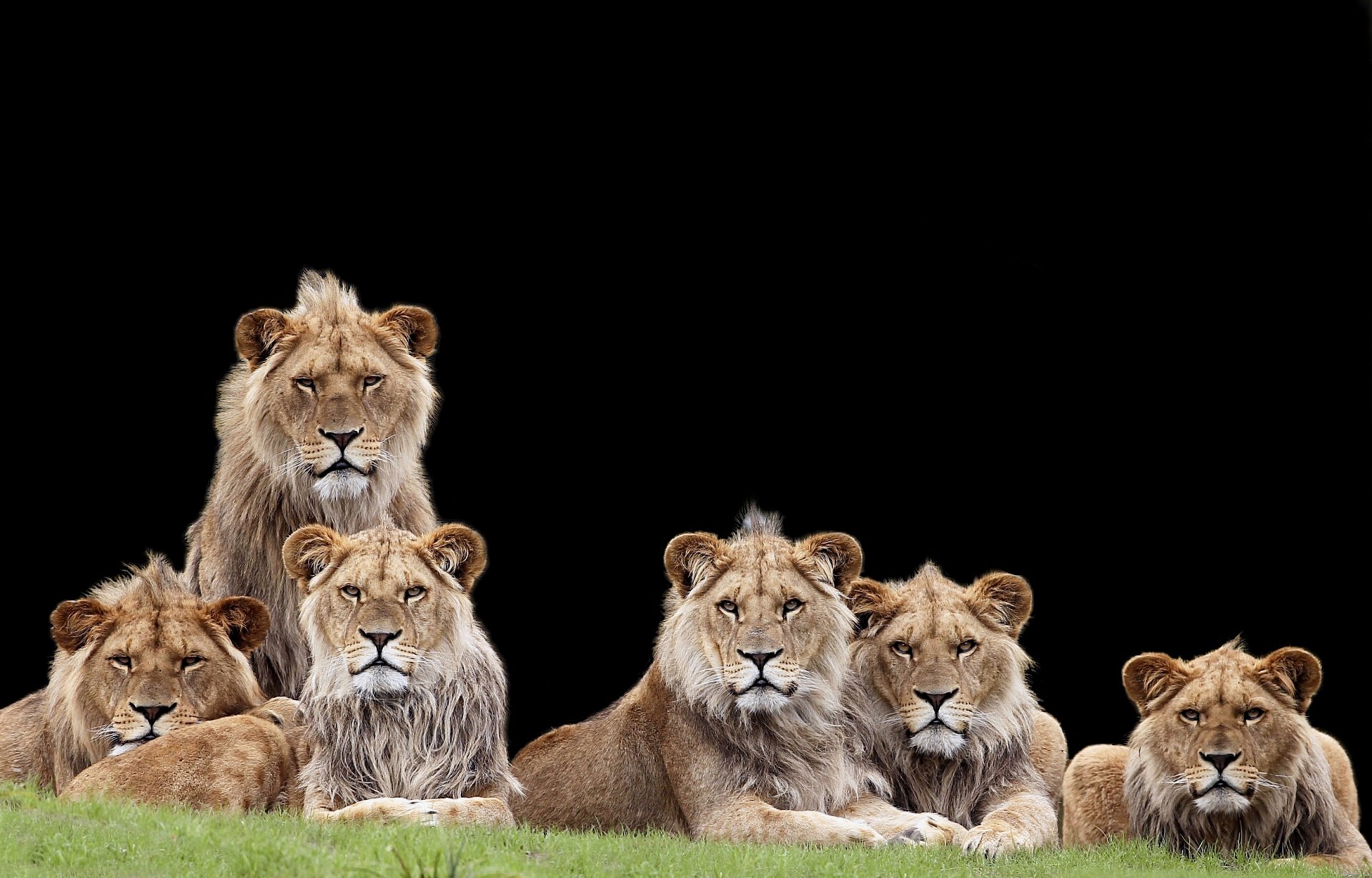 HD desktop wallpaper of a group of lions staring intently, set against a black background.