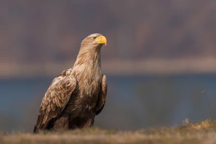 HD desktop wallpaper and background featuring a majestic golden eagle, a bird of prey, standing on a grassy terrain with a blurred nature background.