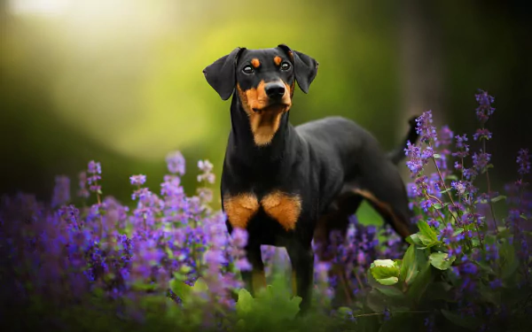 A Doberman Pinscher puppy stands alert among blooming purple flowers, captured in high-definition. This image serves as a vibrant desktop wallpaper and background showcasing the beauty of the young dog and nature.