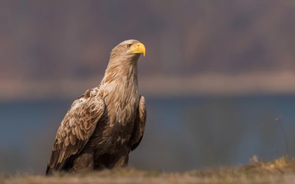HD desktop wallpaper and background featuring a majestic golden eagle, a bird of prey, standing on a grassy terrain with a blurred nature background.