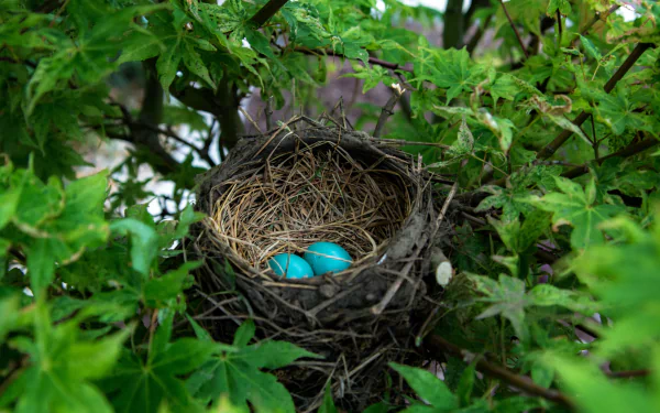  Robin's Nest in a Tree