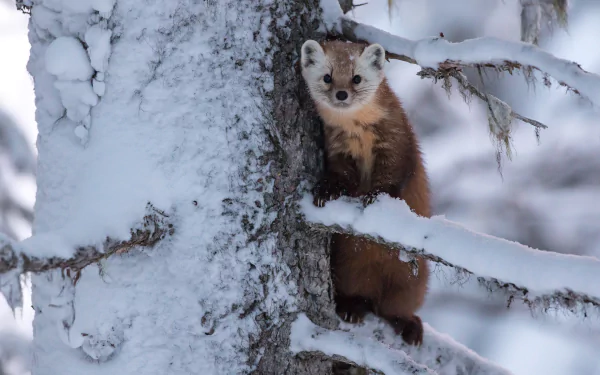 A marten perched on a snow-covered tree in a winter landscape. HD desktop wallpaper and background.