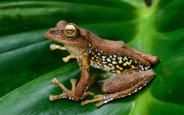 amphibian Animal frog HD Desktop Wallpaper | Background Image