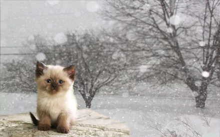 snowfall Animal cat HD Desktop Wallpaper | Background Image