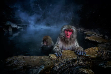  Japanese Macaque and Baby in Pool Made for Them