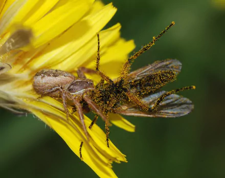  Ground crab spider (Xysticus species) paralysing a Fly (Diptera species) by Alvesgaspar