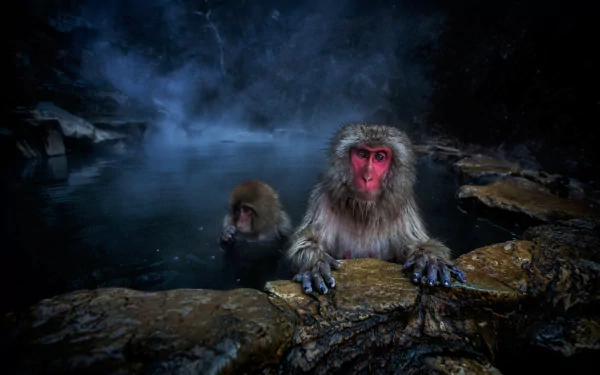  Japanese Macaque and Baby in Pool Made for Them
