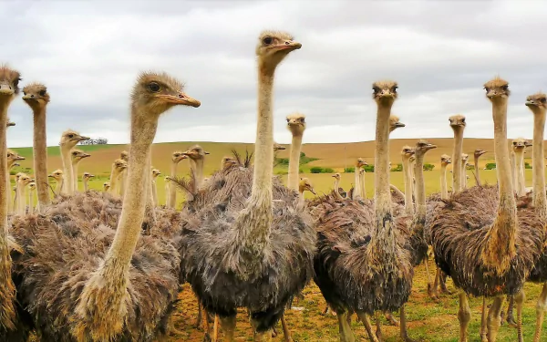  Ostriches