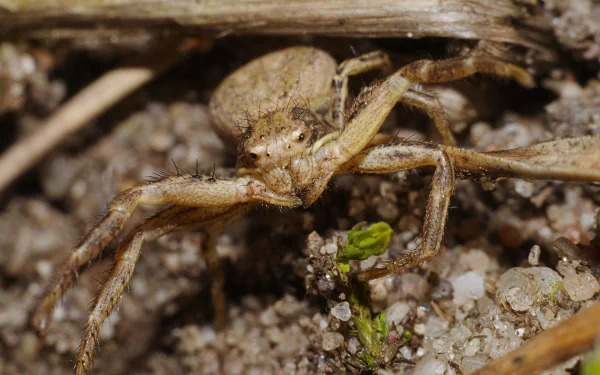  Common Crab Spider (Xysticus cristatus) by Andreas Eichler
