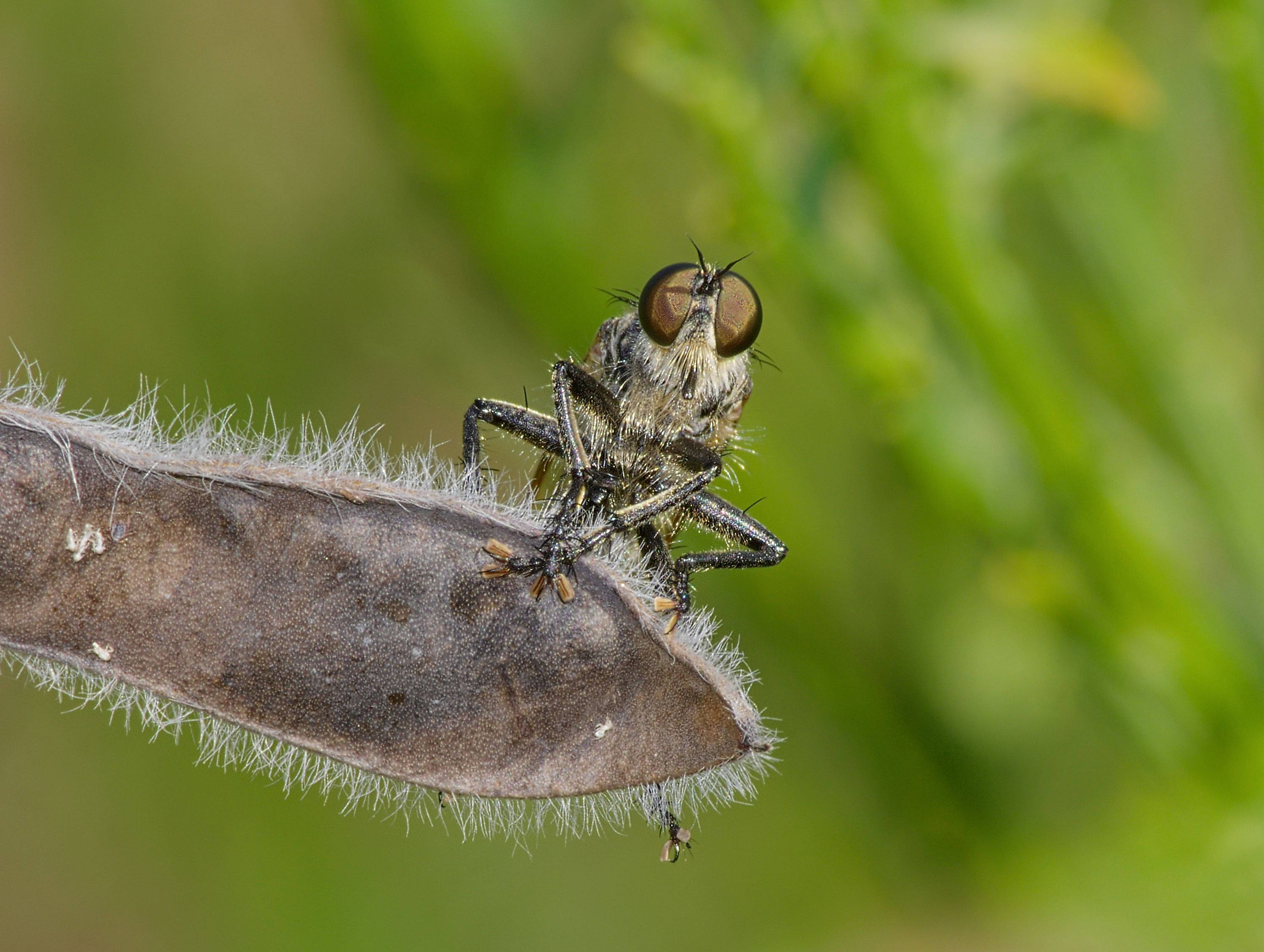 Robber Fly (Asilidae species) by Andreas Eichler