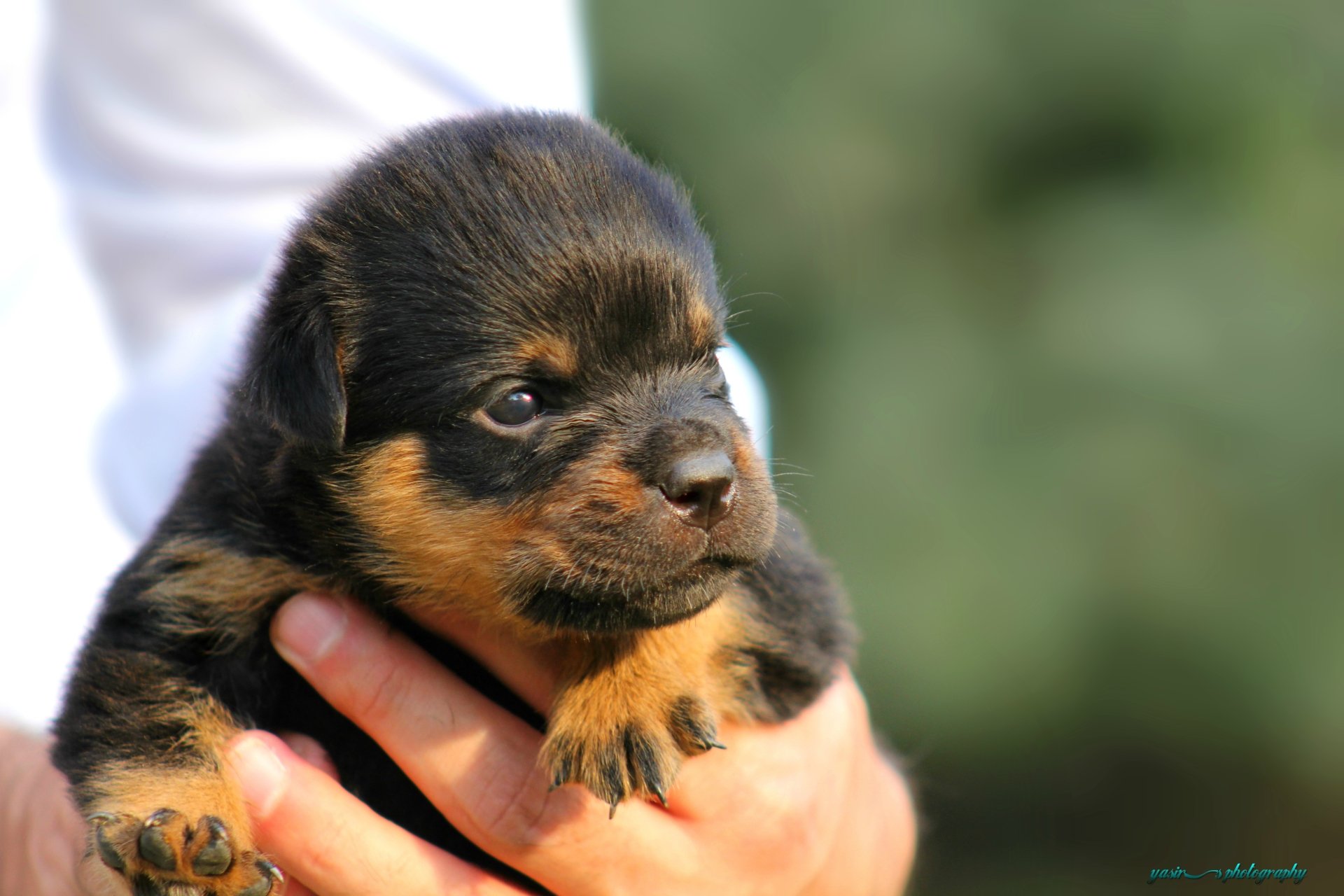 An HD desktop wallpaper featuring a cute Rottweiler puppy being held gently in someone's hands, with a blurred natural background.