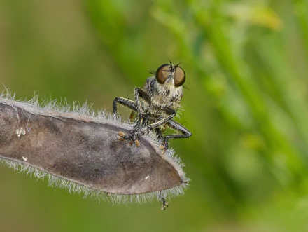  Robber Fly (Asilidae species) by Andreas Eichler