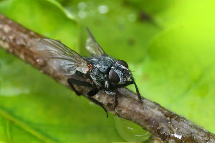  Tachina Fly (Tachinidae species) by Richard Bartz