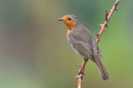 bird Animal robin HD Desktop Wallpaper | Background Image