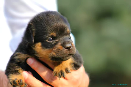 An HD desktop wallpaper featuring a cute Rottweiler puppy being held gently in someone's hands, with a blurred natural background.