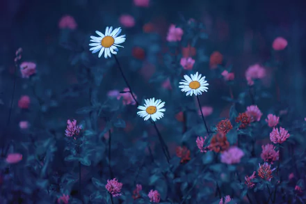 white flower nature daisy HD Desktop Wallpaper | Background Image