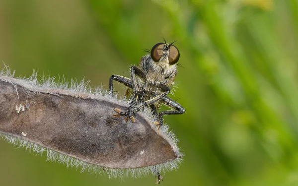 Robber Fly (Asilidae species) by Andreas Eichler
