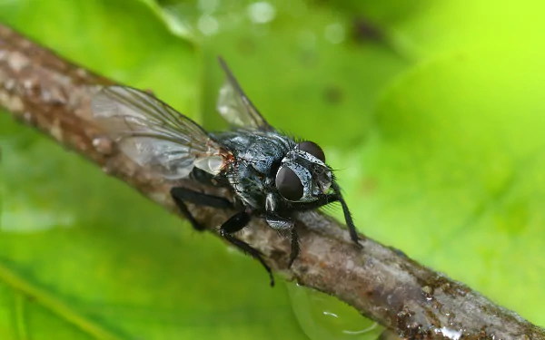  Tachina Fly (Tachinidae species) by Richard Bartz