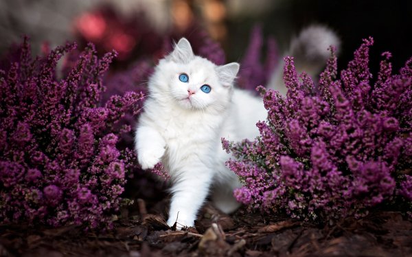 Animales Gato Gatos Kitten Fluffy Lindo Flor Purple Flower Fondo de pantalla HD | Fondo de Escritorio